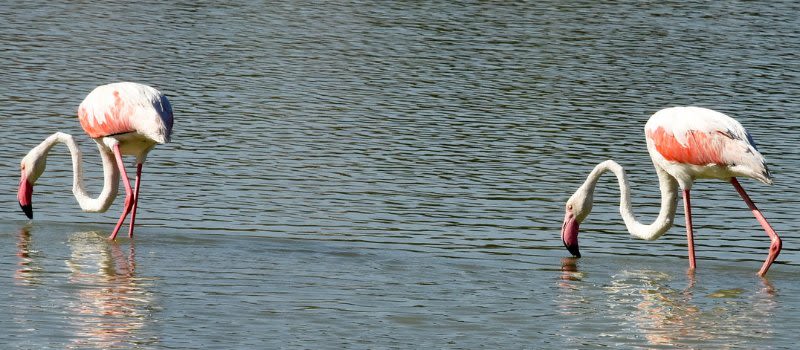 pink flamingos calpe saltmine